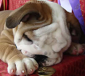 cute puppy photos